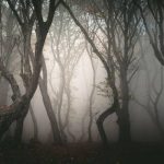 Hoia-Baciu-Forest-haunted-GRNWYM (1)