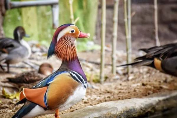 اطلاعات باغ پرندگان تهران