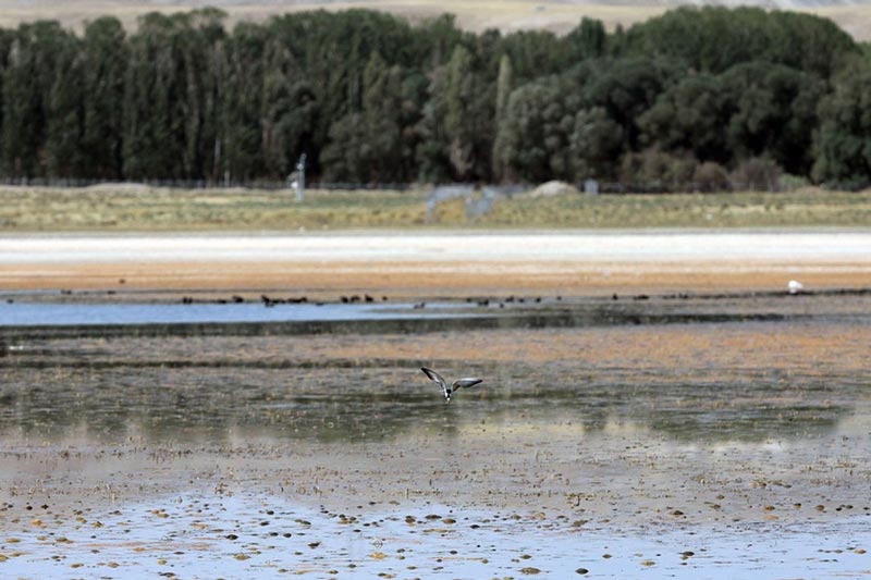 تالاب قوری گل تالاب قوری گل