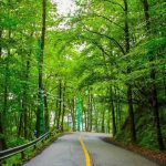 جنگل دالخانی