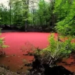 مرداب هسل (مردابی صورتی)