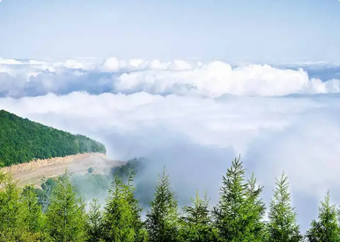 جنگل ابر سمنان