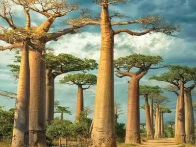 راهنمای سفر به آفریقای جنوبی