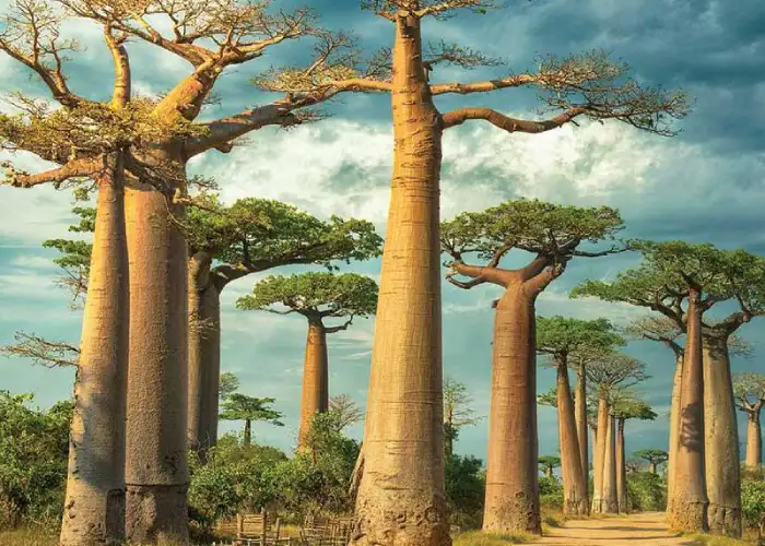 راهنمای سفر به آفریقای جنوبی