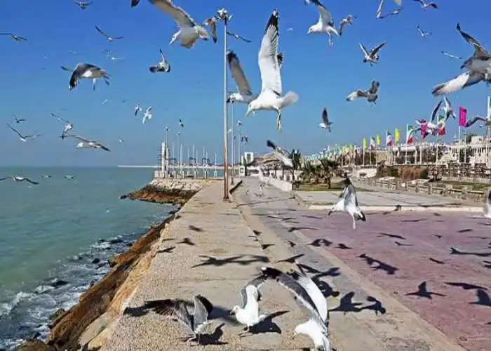 آب و هوای بوشهر