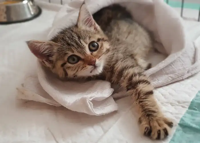 هتل میو دبی برای گربه ها