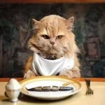 هتلی لوکس برای گربه ها در دبی