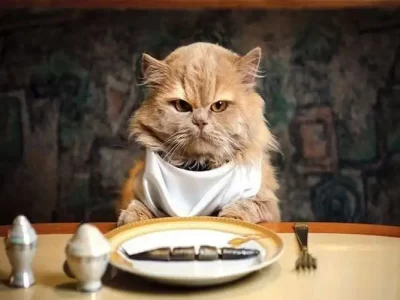 هتلی لوکس برای گربه ها در دبی