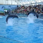 پارک دلفین کیش