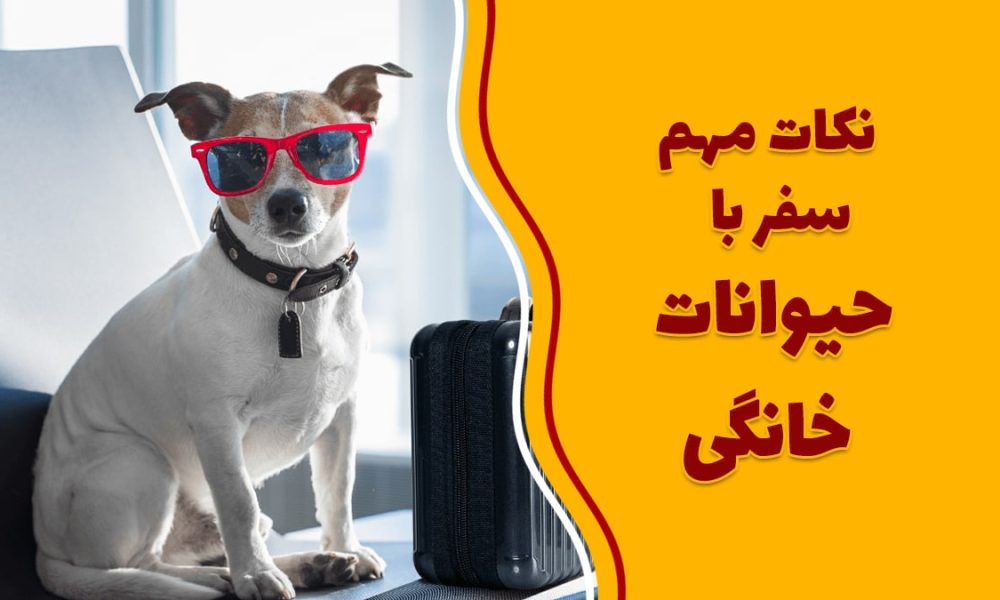 نکات مهم سفر با حیوانات شخصی