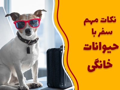 نکات مهم سفر با حیوانات شخصی