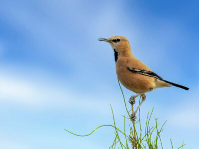شاهرود میزبان جشنواره زاغ‌بور شد