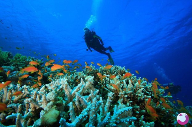 تنوع زیستی غواصی در کیش و قشم چگونه است؟