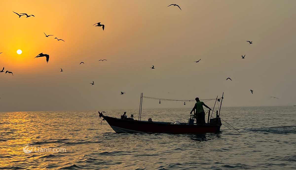 خرید ماهی جنوب