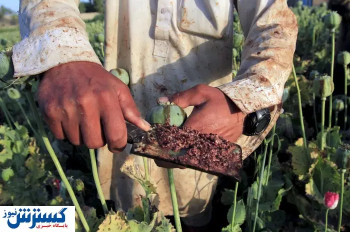 دولت به کشت خشخاش در ایران چراغ سبز داد_68c75d96ca07a.webp