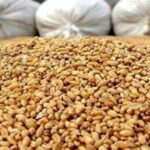 ادعای تعطیلی 75 درصد کارخانجات خوراک دام به دلیل نبوده نهاده_692c8de0235c7.jpeg