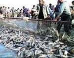 افزایش 20 درصدی صید ماهی در دریای خزر_692b3cc0dfca3.jpeg
