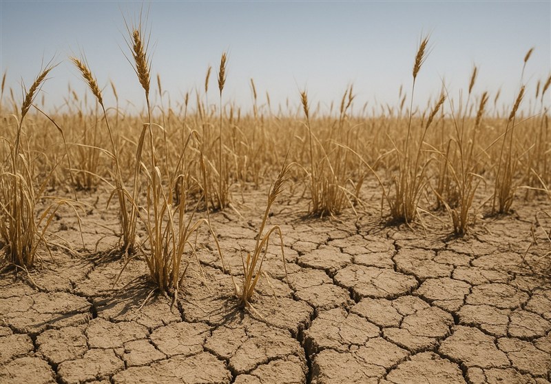 دست‌های کشاورزان رو به آسمان/ باران نیاید گندم دیم امسال از بین می‌رود