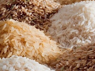 رونمایی از دو رقم برنج، که قبلاً رونمایی شده!