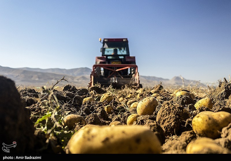 ضایعات سیب زمینی در ایران 50 درصد کاهش یافت