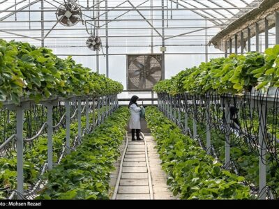 وقتی جانمایی غلط سوخت ملی را می‌سوزاند؛ پشت پرده گلخانه‌ استوایی در جلفا چیست؟