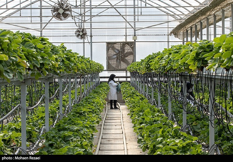 وقتی جانمایی غلط سوخت ملی را می‌سوزاند؛ پشت پرده گلخانه‌ استوایی در جلفا چیست؟