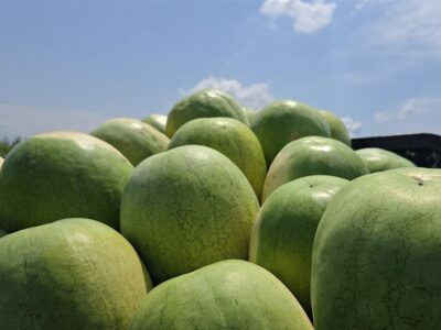 252 هزار تن هندوانه تازه برای تنظیم بازار شب یلدا عرضه می‌شود