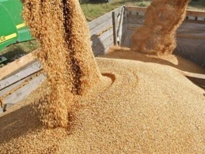 اختصاصی/ قیمت خرید تضمینی جو و ذرت 23 هزار تومان تعیین شد