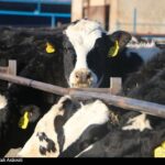 قطب تأمین 10 درصد شیر تهران درگیر بحران تداوم تولید_694a37e13708c.jpeg