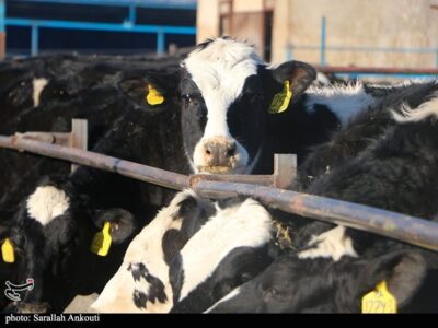 قطب تأمین 10 درصد شیر تهران درگیر بحران تداوم تولید