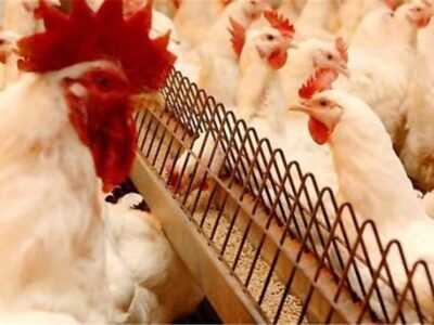 مرغداران نگران تأمین نهاده نباشند