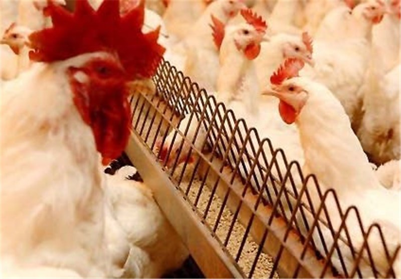 مرغداران نگران تأمین نهاده نباشند