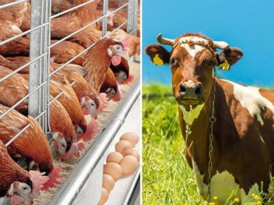 مشکلات تامین ارز نهاده‌های دامی توسط سران قوا رفع شد