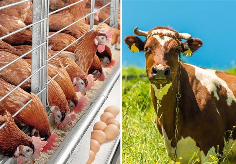 مشکلات تامین ارز نهاده‌های دامی توسط سران قوا رفع شد