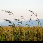 معرفی برنج «کیان» و «هستی» مقاوم در برابر تنش خشکی_692d8d4ee5979.jpeg