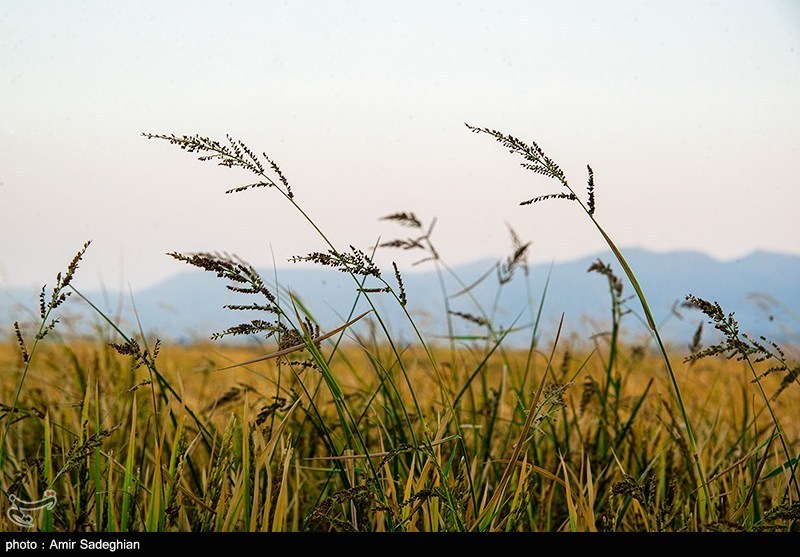 معرفی برنج «کیان» و «هستی» مقاوم در برابر تنش خشکی