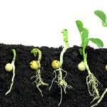 هسته‌ای در کشاورزی ــ 61| تحریک جوانه‌زنی بذر با پرتودهی_692edcc1d1937.jpeg