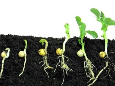 هسته‌ای در کشاورزی ــ 61| تحریک جوانه‌زنی بذر با پرتودهی