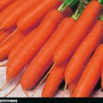 هسته‌ای در کشاورزی ــ 62| اثر فناوری هسته‌ای در بهبود کیفیت «هویج»_69317fa1aec61.jpeg