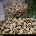 هسته‌ای در کشاورزی ــ 65 | دفع حشرات «پسته» با فناوری هسته‌ای_6943f480c8438.jpeg