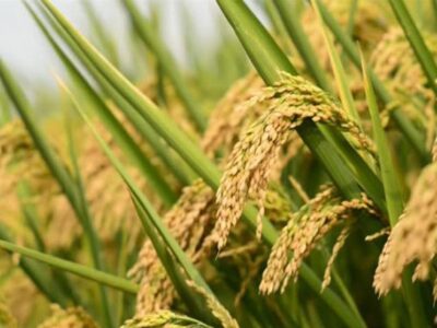 هسته‌ای در کشاورزی ــ 66 | «برنج‌های معطر» با فناوری هسته‌ای