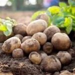 هسته‌ای در کشاورزی ــ 67 | جلوگیری از کپک‌زدگی سیب‌زمینی_694a8c20d6723.jpeg