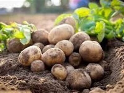 هسته‌ای در کشاورزی ــ 67 | جلوگیری از کپک‌زدگی سیب‌زمینی