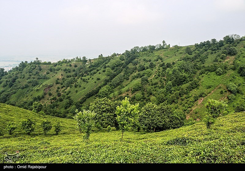 هیات مدیره جدید اتحادیه چای کشور انتخاب شدند