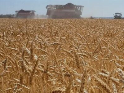 ورود کشتی‌های بزرگ گندم به کشور/ ذخایر راهبردی تقویت می‌شود