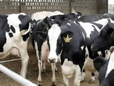 کاهش تولید شیر و گوشت به‌علت شیوع تب برفکی