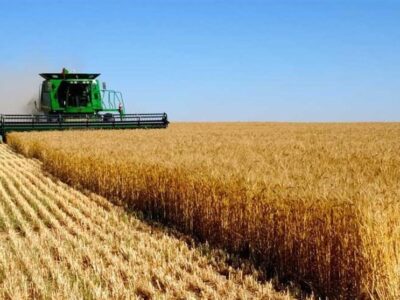 انتقال تولید گندم به اراضی دیم تا 5 سال آینده