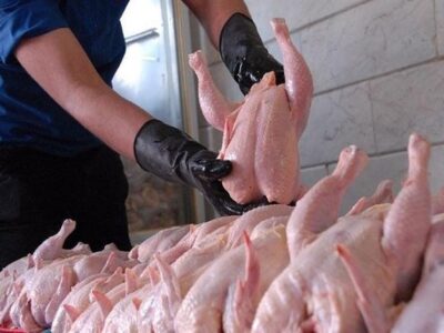 شکستن رکورد جوجه‌ریزی در آغاز حذف ارز ترجیحی