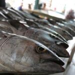 فعالیت 8 هزار شناور برای صید تون‌ماهیان در کشور_6962473e473cb.jpeg