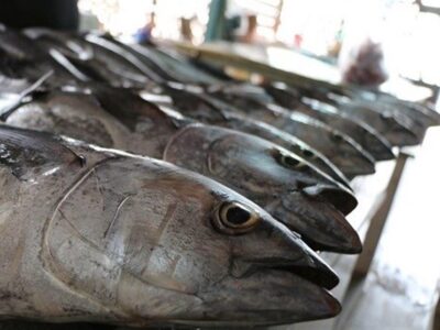 فعالیت 8 هزار شناور برای صید تون‌ماهیان در کشور